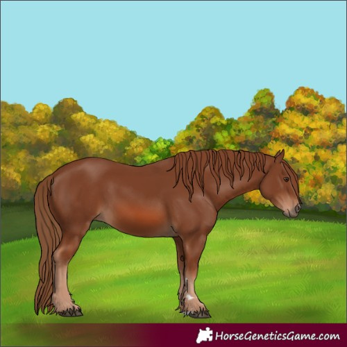 Horse Color:Chestnut 