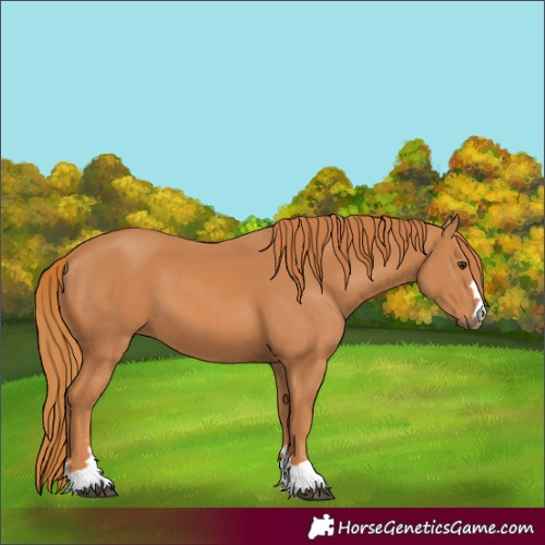 Horse Color:Chestnut 