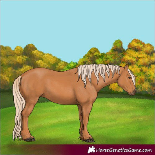 Horse Color:Chestnut 