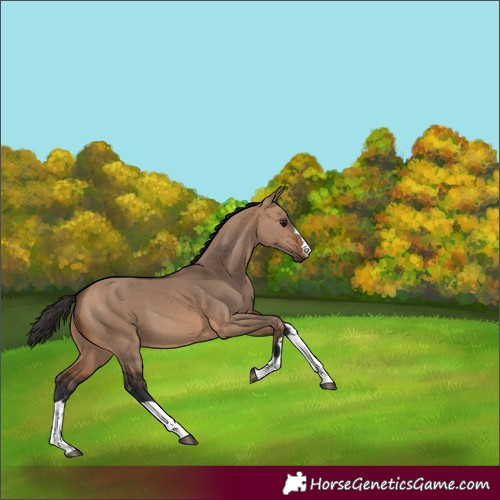 Horse Color:Bay Dun 
