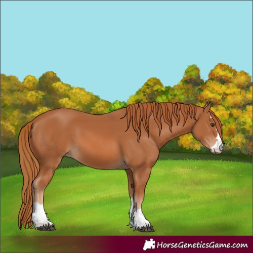 Horse Color:Chestnut 