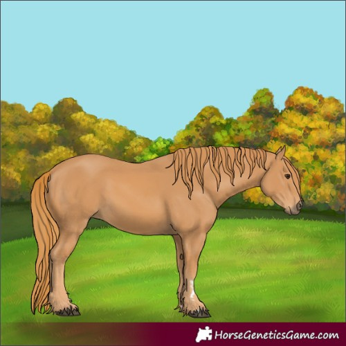 Horse Color:Chestnut 