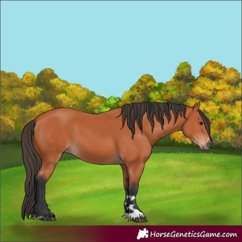 Horse Color:Bay 