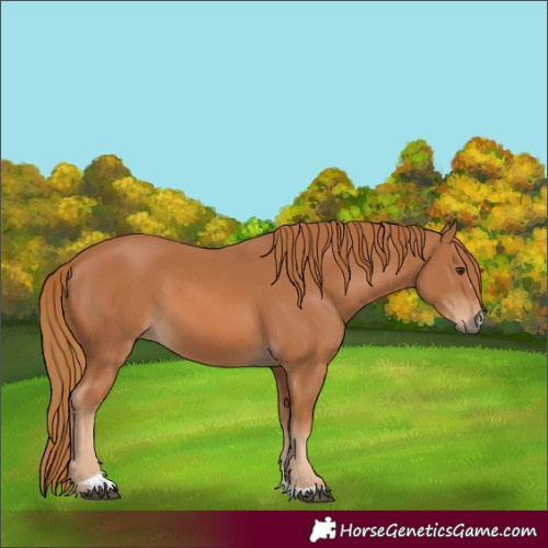 Horse Color:Chestnut 