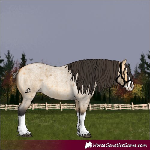Horse Color:Buckskin Roan Dun Splash 