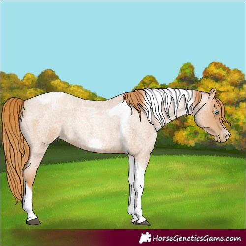 Horse Color:Red Roan Pearl Tobiano Frame 