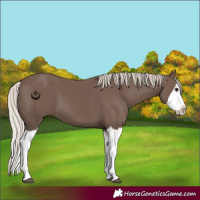 Horse Color:Silver Black Splash