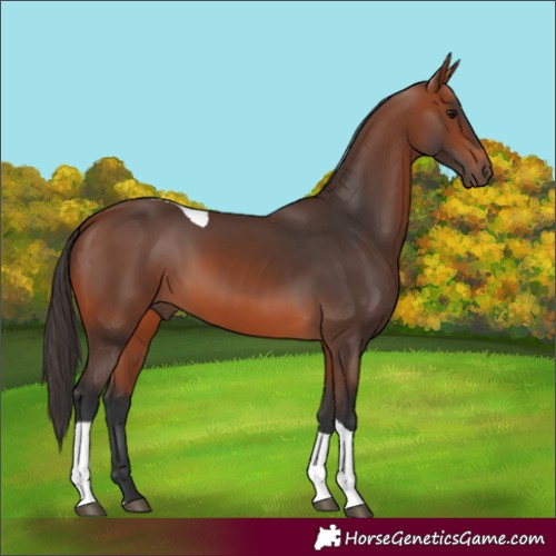Horse Color:Bay Tobiano 