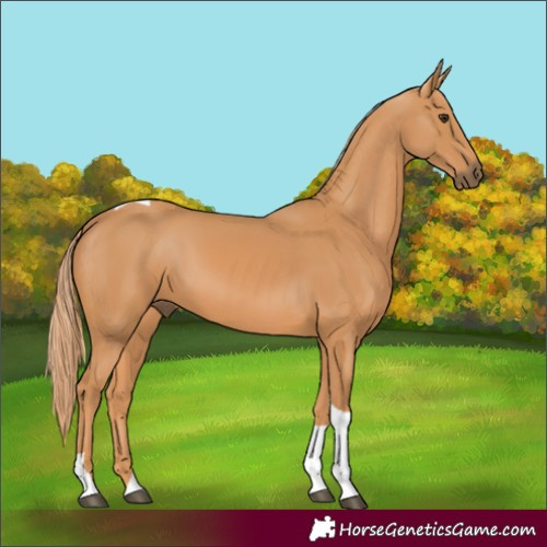 Horse Color:Chestnut Tobiano Rabicano 