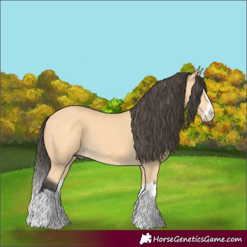 Horse Color:Buckskin Splash 