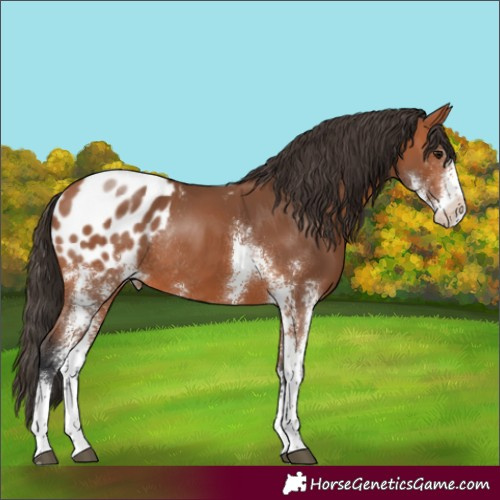 Horse Color:Bay Sabino Appaloosa Rabicano 