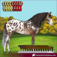 Horse Color:Bay Sabino Blanket Rabicano 