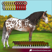 Horse Color:Bay Sabino Blanket Rabicano 