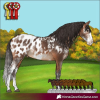 Horse Color:Bay Sabino Appaloosa Rabicano