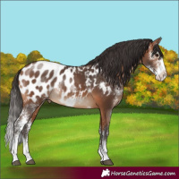Horse Color:Bay Sabino Appaloosa Rabicano 