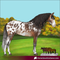 Horse Color:Bay Sabino Appaloosa Rabicano