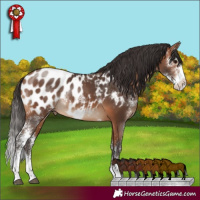Horse Color:Bay Sabino Appaloosa Rabicano 
