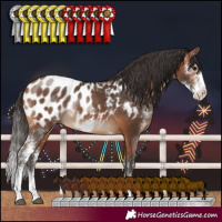 Horse Color:Bay Sabino Blanket Rabicano