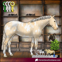 Horse Color:White Spotted Palomino Dun Appaloosa 