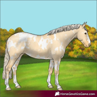 Horse Color:White Spotted Palomino Dun Appaloosa 