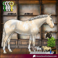 Horse Color:White Spotted Palomino Dun Appaloosa 