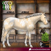 Horse Color:White Spotted Palomino Dun Appaloosa 