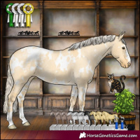 Horse Color:White Spotted Palomino Dun Appaloosa