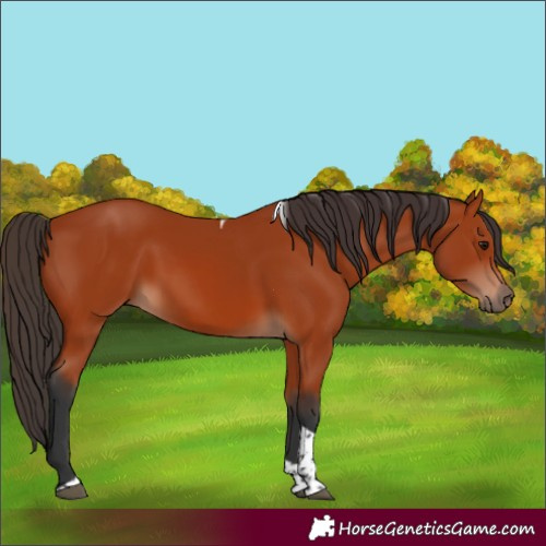 Horse Color:Bay Tobiano Rabicano 