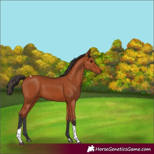 Horse Color:Bay Tobiano Rabicano 