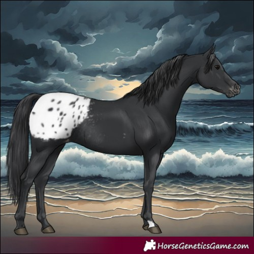 Horse Color:Black Appaloosa Rabicano 