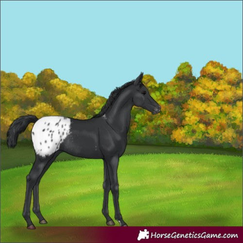 Horse Color:Black Appaloosa Rabicano