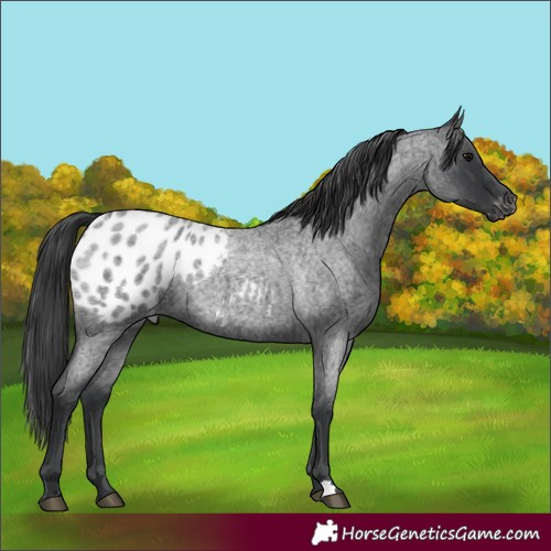 Horse Color:Blue Roan Appaloosa Rabicano 