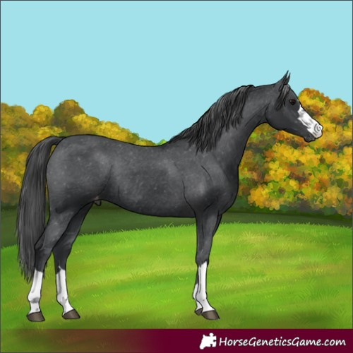 Horse Color:Black Appaloosa Rabicano 