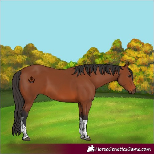 Horse Color:Bay Tobiano Rabicano