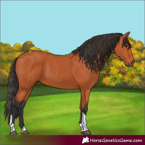 Horse Color:Bay Tobiano Rabicano 