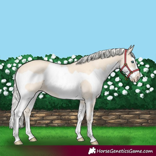Horse Color:Cremello Splash  and Cremello Splash 