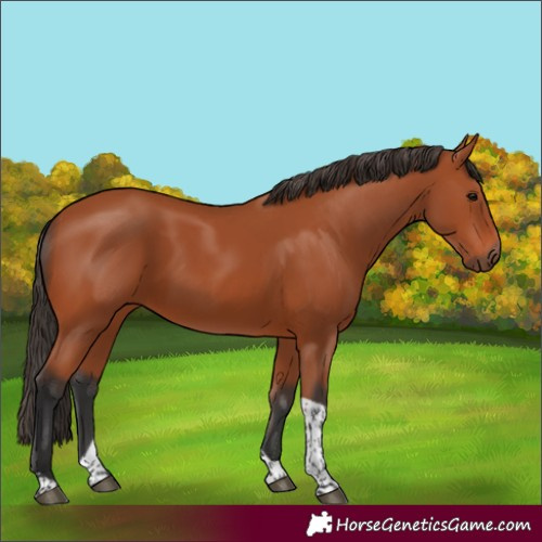 Horse Color:Bay Tobiano Rabicano