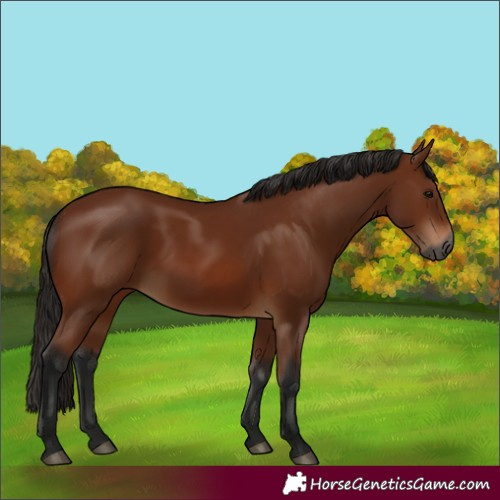 Horse Color:Gray Bay 
