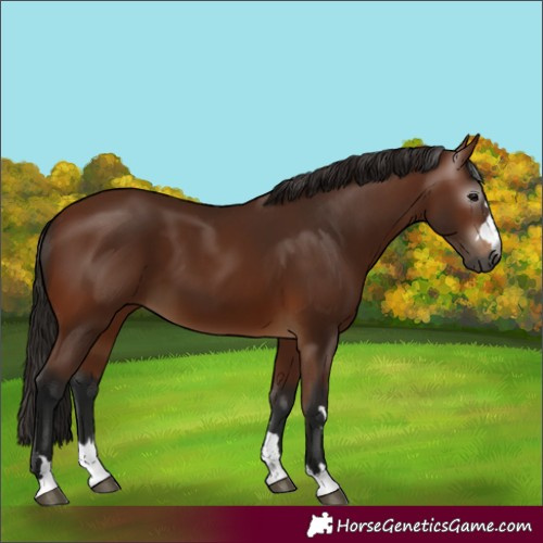Horse Color:Gray Bay 
