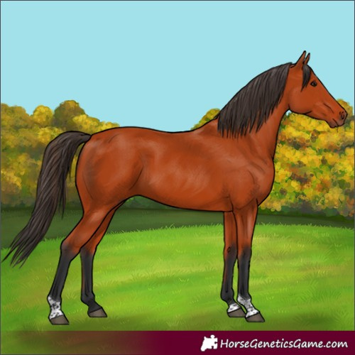 Horse Color:Bay Tobiano Rabicano