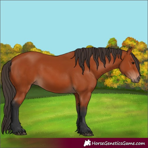 Horse Color:Bay 
