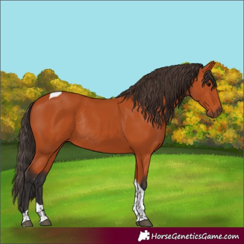 Horse Color:Bay Tobiano Rabicano