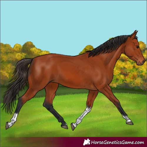 Horse Color:Bay Tobiano Rabicano 