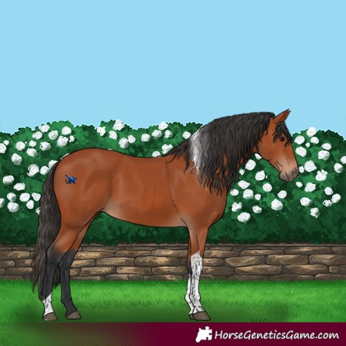 Horse Color:Bay Tobiano Rabicano 