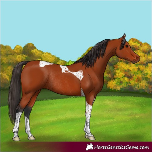 Horse Color:Bay Tobiano Rabicano 