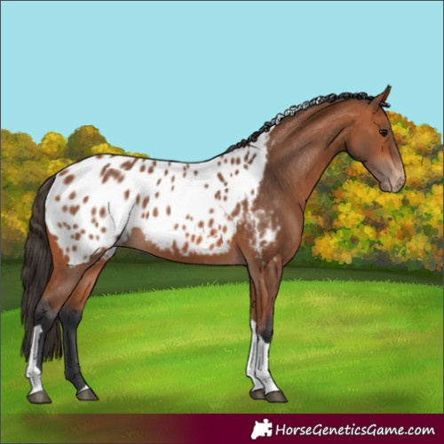 Horse Color:Bay Tobiano Appaloosa 