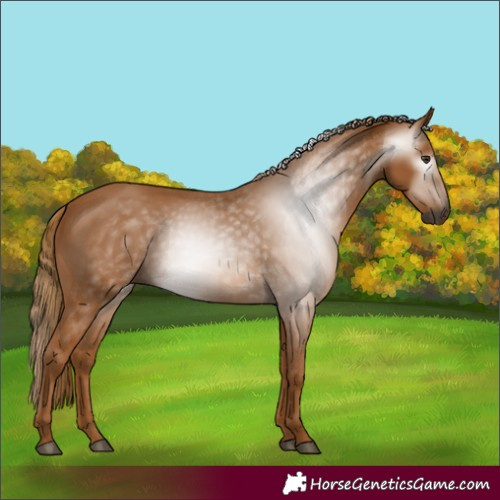 Horse Color:Gray Chestnut 