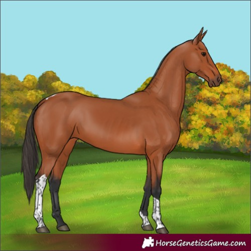Horse Color:Bay Tobiano Rabicano