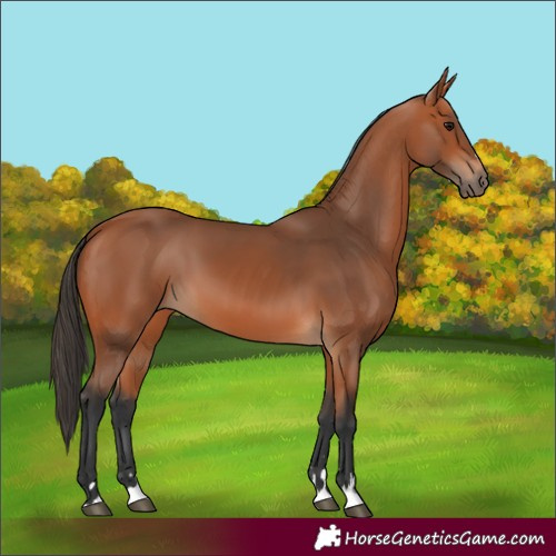 Horse Color:Bay 