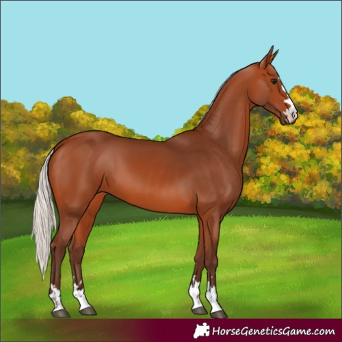 Horse Color:Silver Bay